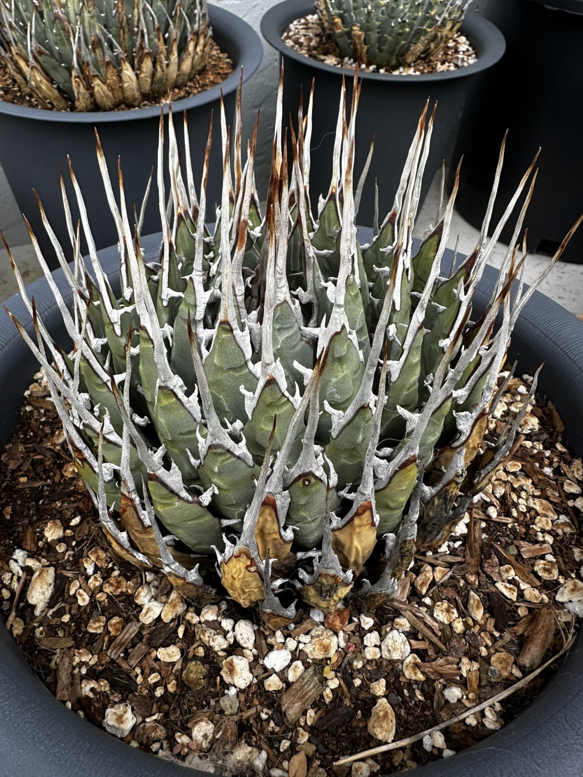 Agave Eborispina 10 inch pot well rooted, long spines 