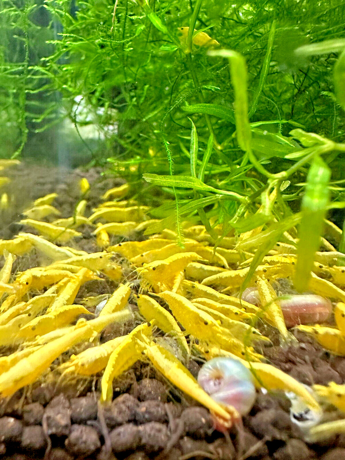 Yellow Goldback Neocaridina Shrimp 20+ Freshwater USA SELLER 