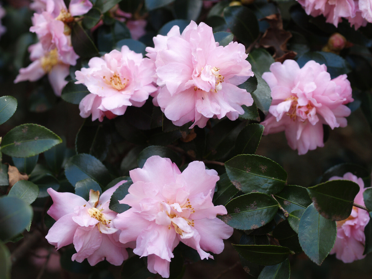 ( 1 ) - Pink Snow Camellia Sasanqua - Starter Plant ( 4L )( 1 live plant )