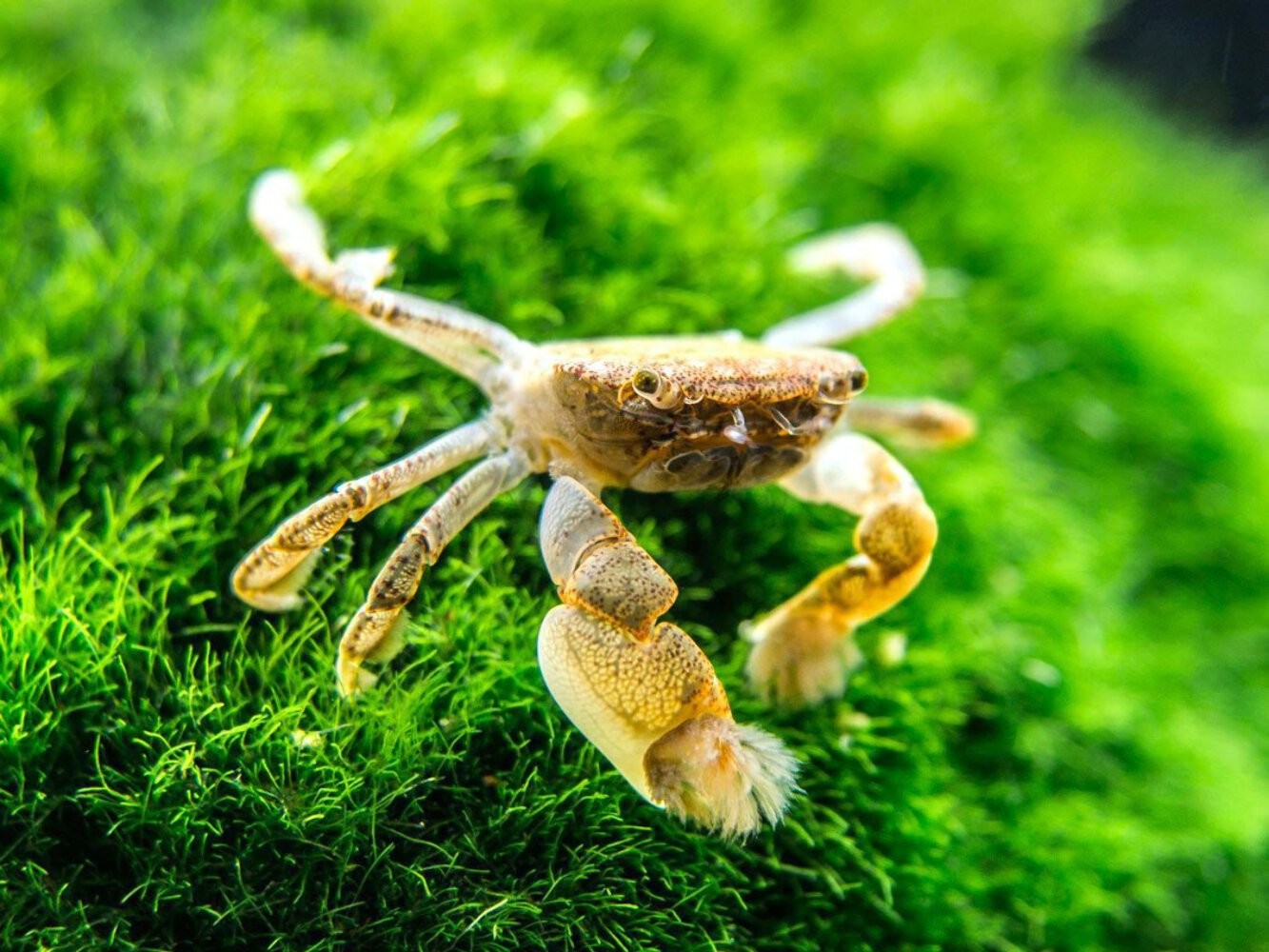 Freshwater Pom Pom Crab (Ptychognathus barbatus)