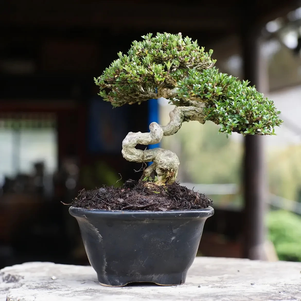 Serissa japonica Bonsai Tree, Ficus, tiger brack tree