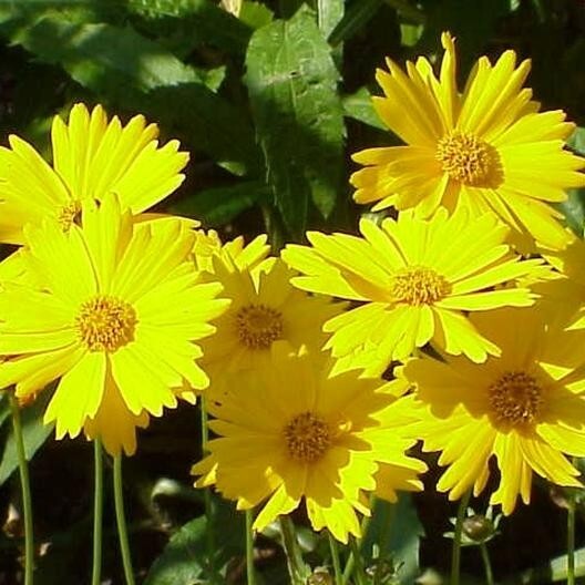 Coreopsis LANCE-LEAVED TICKSEED Perennial Butterfly Garden Non-GMO 500 Seeds Coreopsis LANCE-LEAVED TICKSEED Perennial Butterfly Garden Non-GMO 500 Seeds