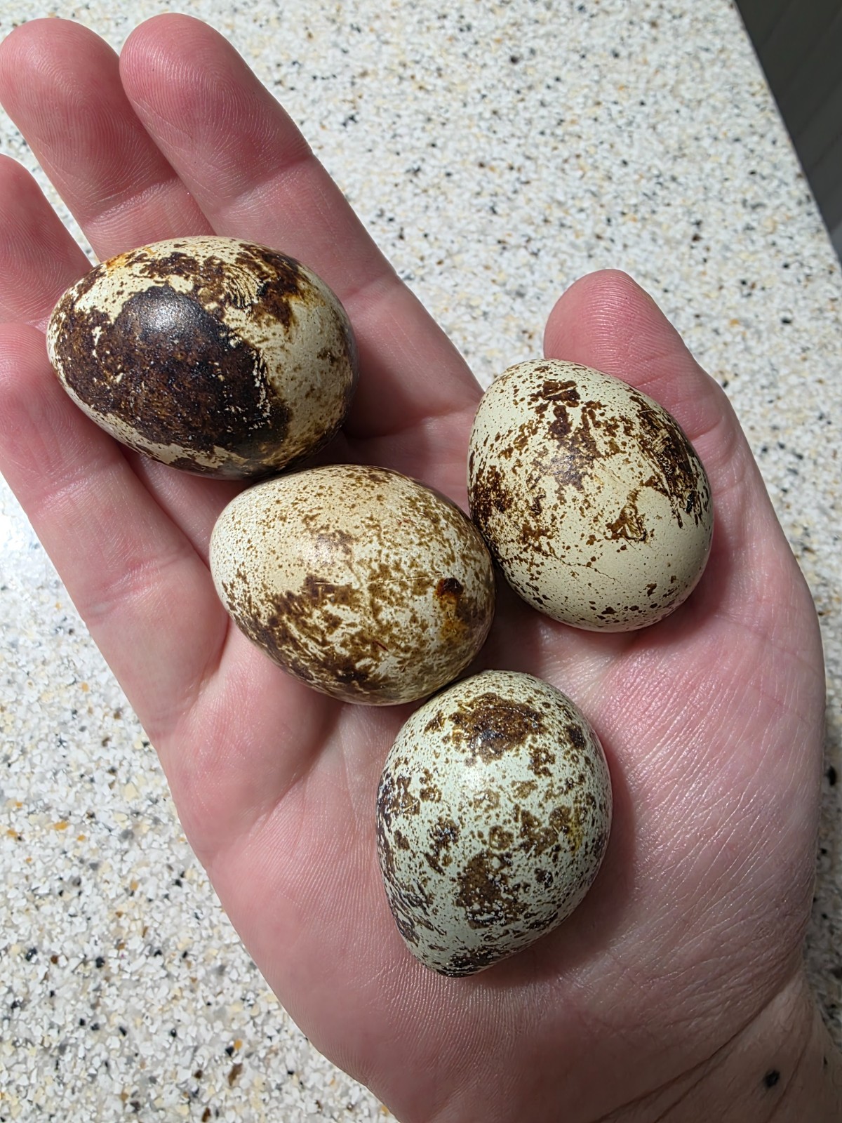 70+10free quail hatching eggs Jumbo coturnix mixed all colors shipping included 70+10free quail hatching eggs Jumbo coturnix mixed all colors shipping included