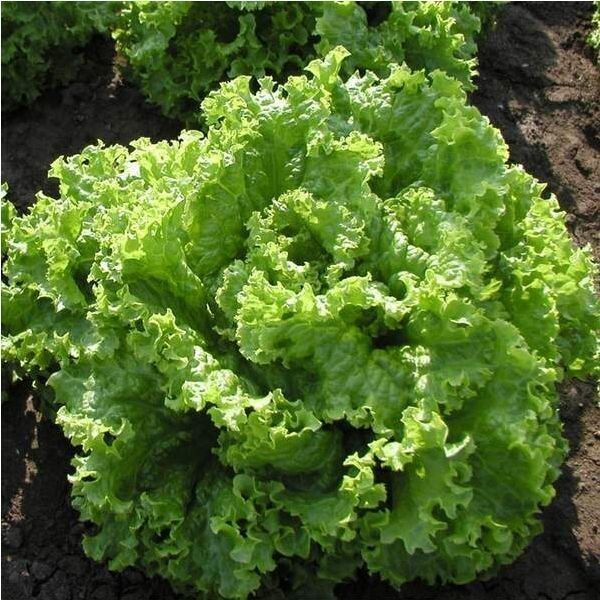 Australian salad seёds, Salad organic seёds, 1 gramms seёds #149+TRACK №