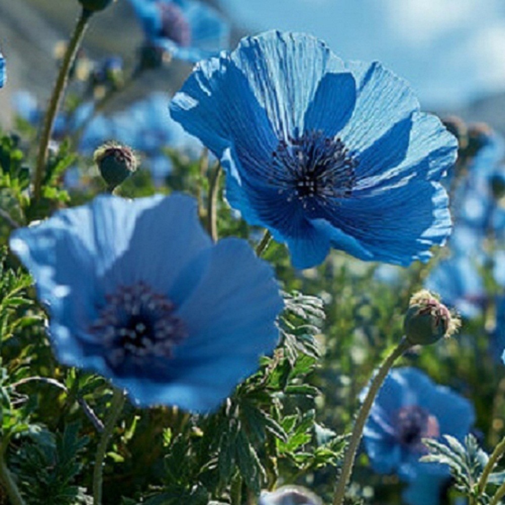 Organic Himalayan Tibetan Blue Flowers Poppy Seeds For Planting 1,000 Seeds USA