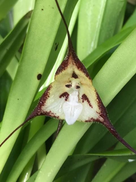 Rare large Dracula cordobae Orchid with 2 blooms