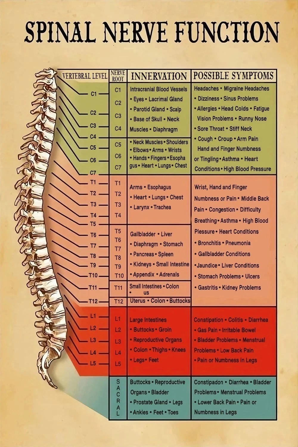 Spinal Nerve Function Anatomy Medical Chart Poster