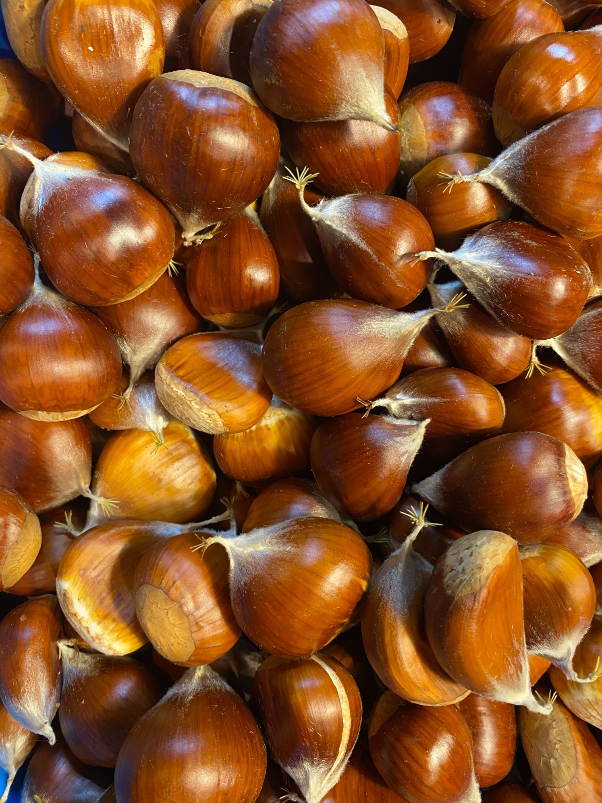 Fresh Sweet Chestnuts from Washington State 10 lbs Assorted sizes