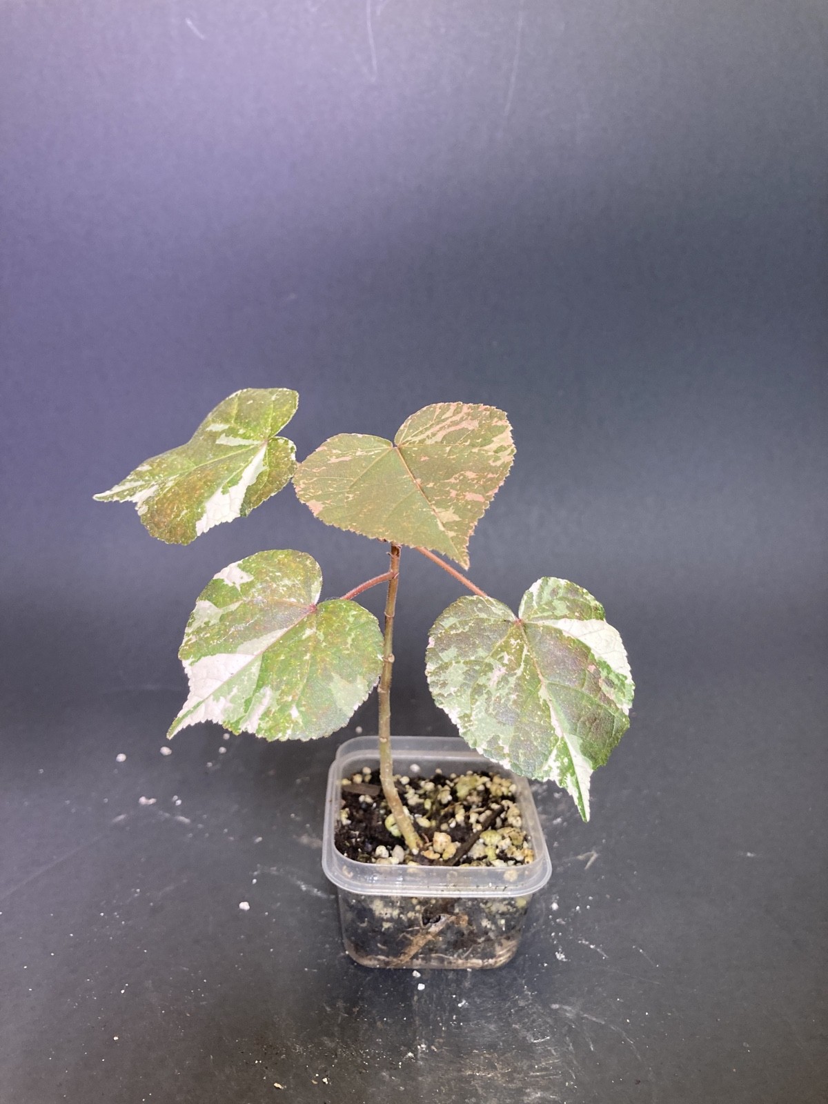 🌿 Hibiscus tiliaceus \'Pink Variegata\' G1| House of Soleb Green Label Release 🌿 🌿 Hibiscus tiliaceus \'Pink Variegata\' G1| House of Soleb Green Label Release 🌿