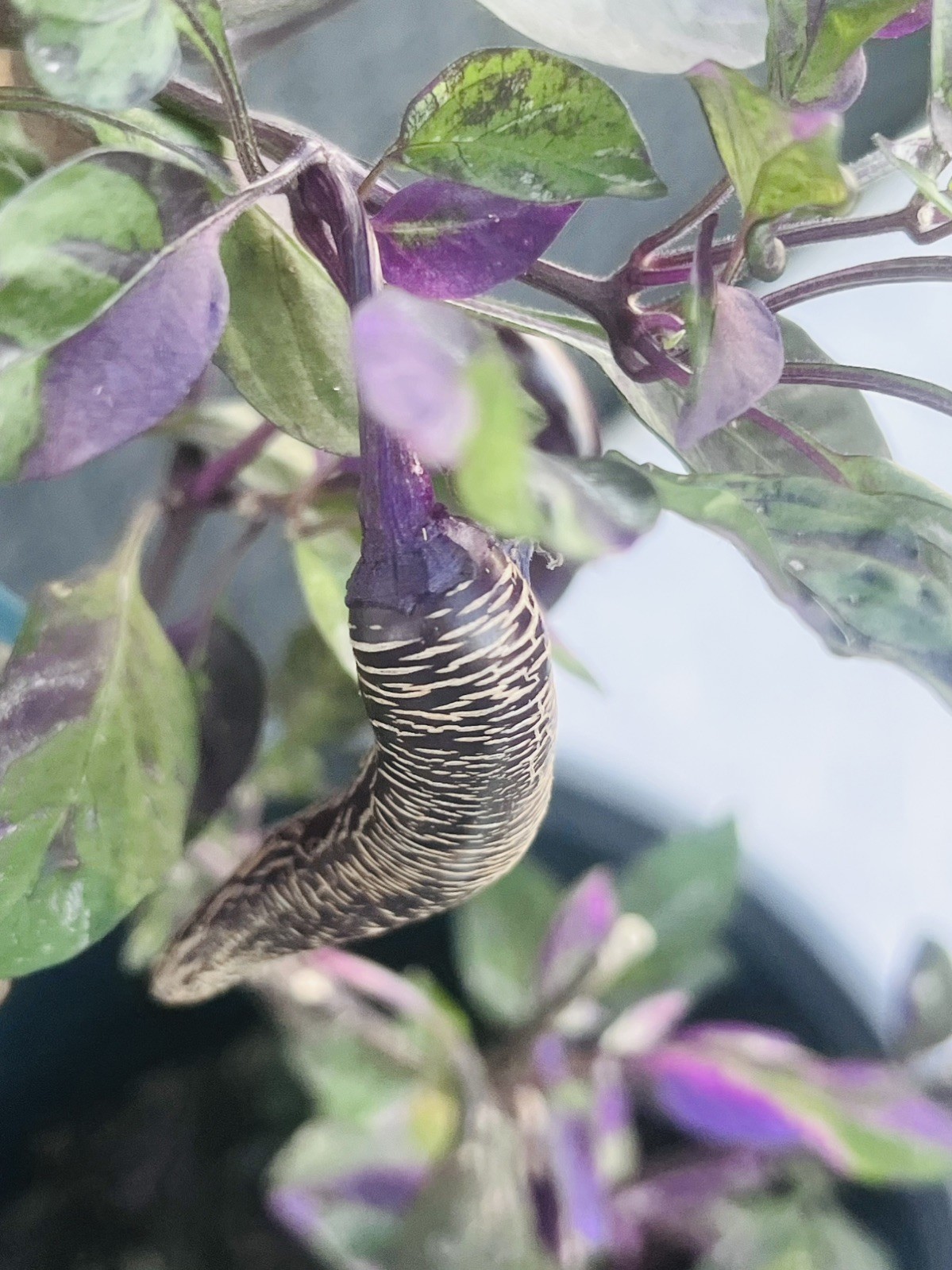 Dreamcatcher x Farmers Market Jalapeno seeds - variegated with purple leaves 