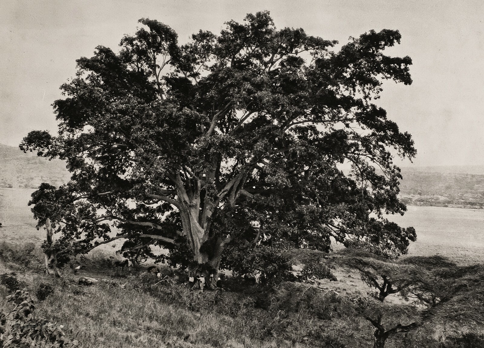 1920s Original AFRICA Sycamore Fig Tree By BIEBER Abyssinia Ethiopia Photo Art