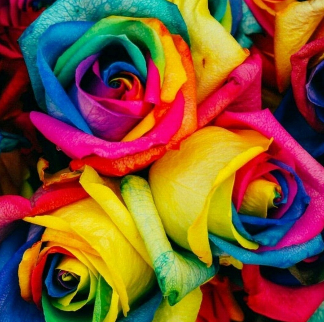 🌺50Pc Colorful Rainbow Rose Flower Seeds Home Garden Plants Multi-Color US ship