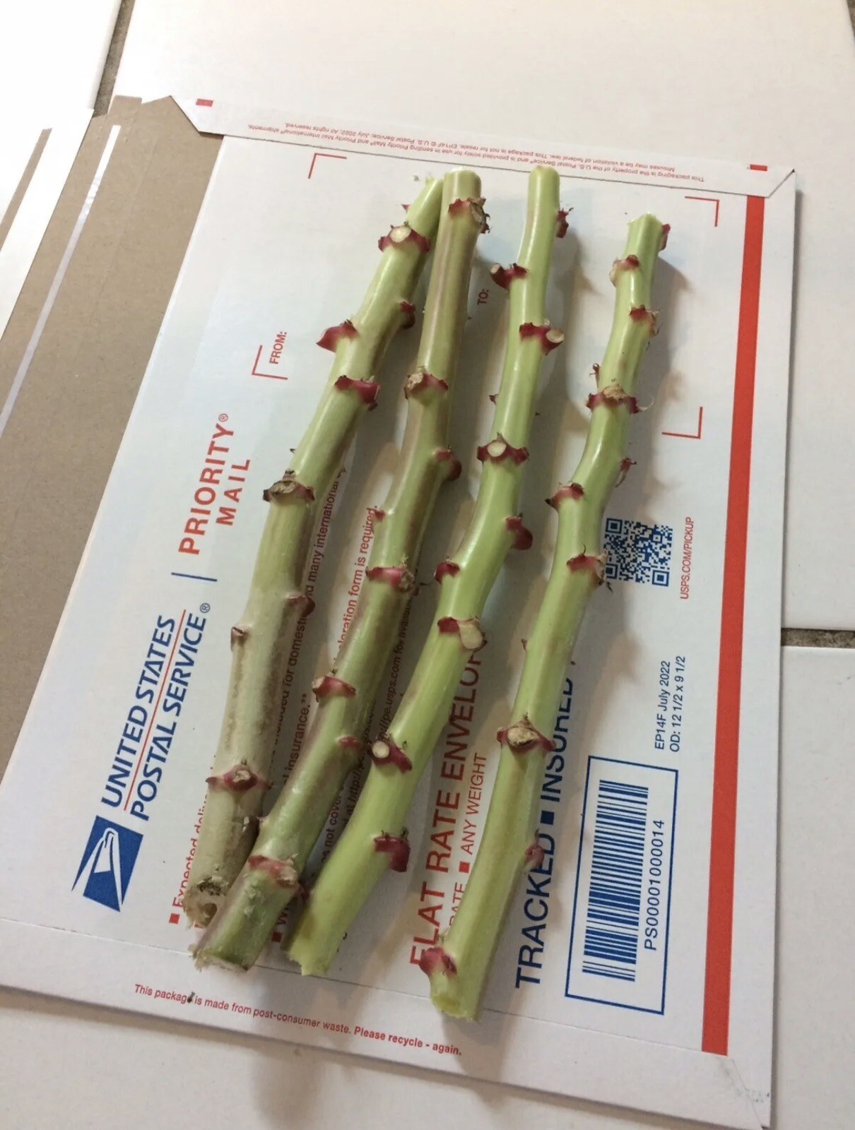 Organic Sweet Red Cassava Yuca Manihot Esculenta/ 5 Cuttings / Yuca Cuttings Organic Sweet Red Cassava Yuca Manihot Esculenta/ 5 Cuttings / Yuca Cuttings