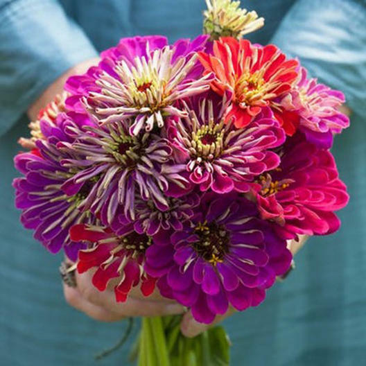 Zinnia METEOR SHOWER Mixed Colors 5 Zinnia METEOR SHOWER Mixed Colors 5