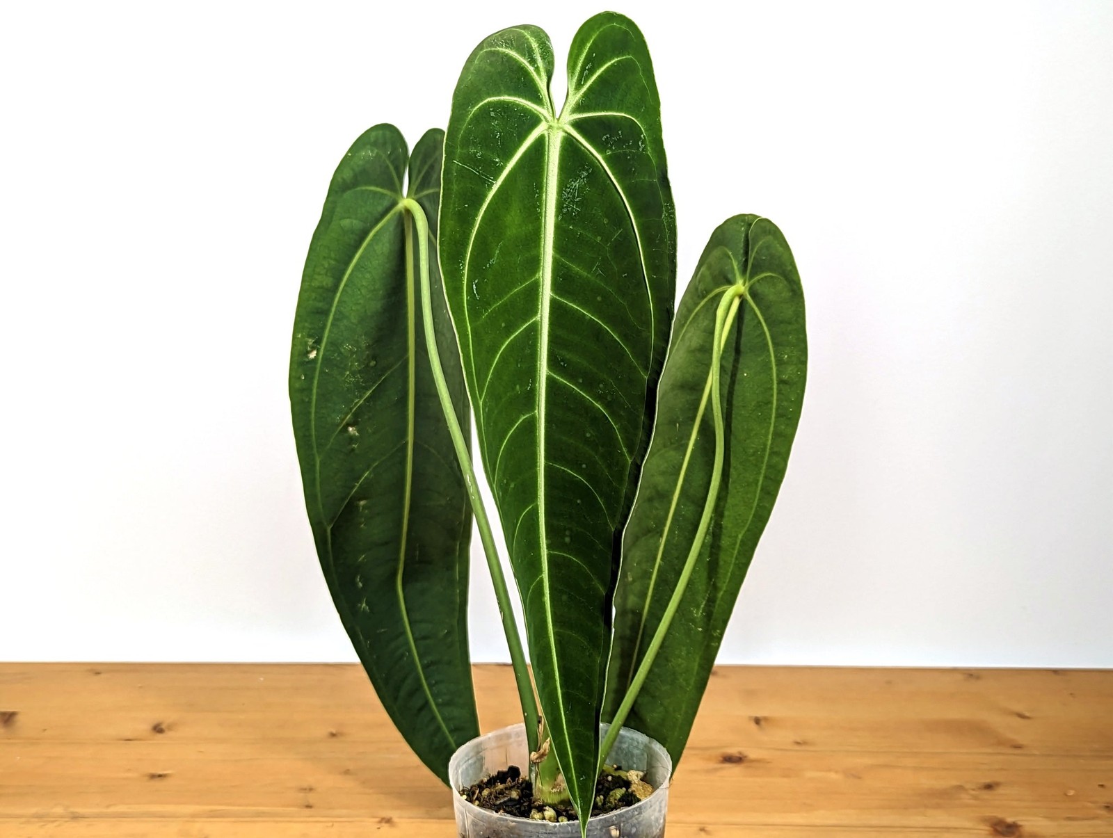 Anthurium Warocqueanum \'Queen\' Anthurium Warocqueanum \'Queen\'
