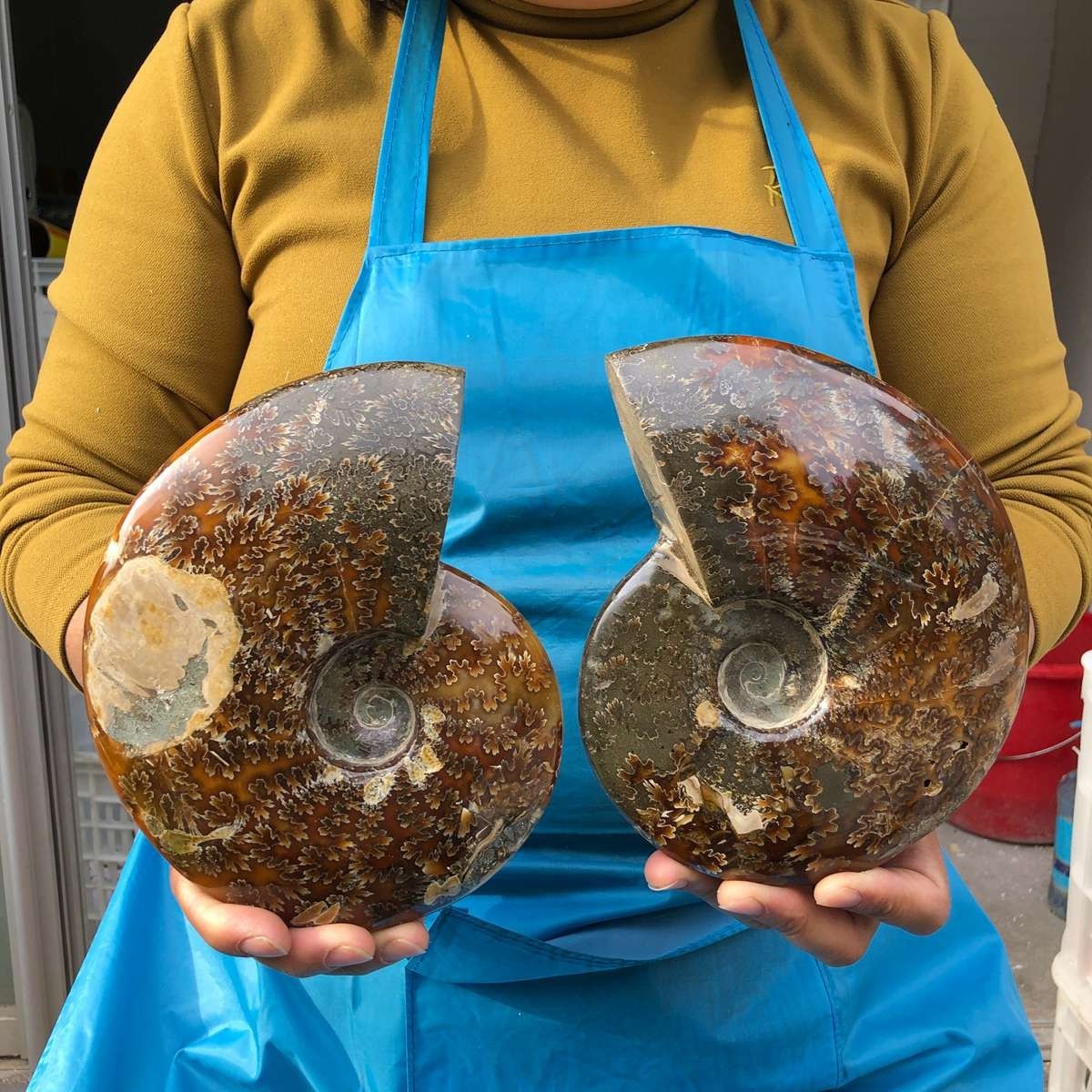 2pcs 3.82LB Polishing and Restoration of Natural Conch Specimens Madagascar 4668