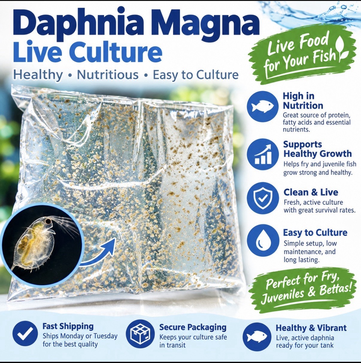 Overstock Sale Ships Fast 2500+- Daphnia Magna  (Clean Indoor Culture)