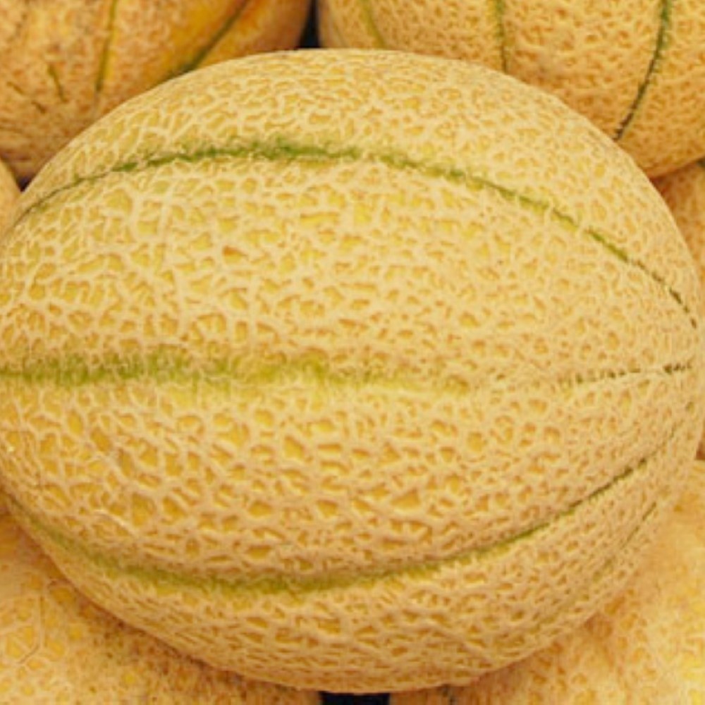 Iroquois Melon Seeds | NON-GMO | Heirloom | Fresh Garden Seeds Iroquois Melon Seeds | NON-GMO | Heirloom | Fresh Garden Seeds