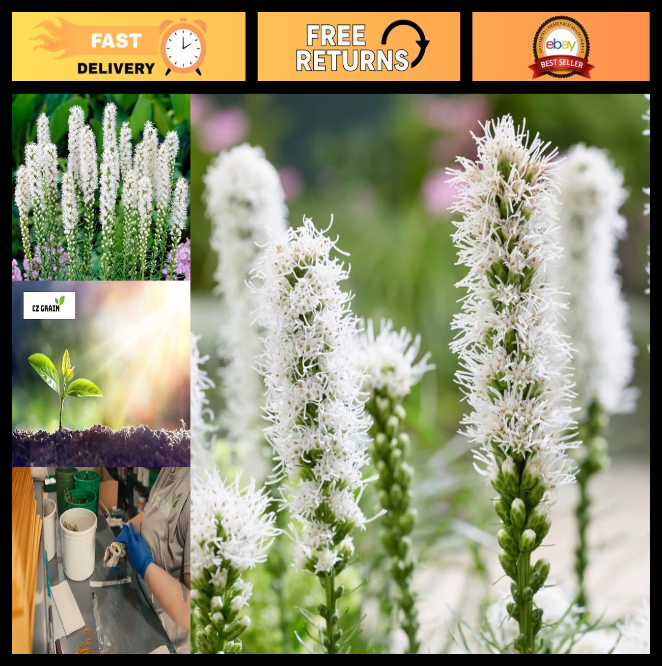 White Blazing Star Bulbs - Spicata Liatris - Unique White Flowering Plants (10 B