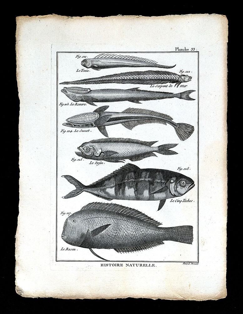 1789 Bonnaterre Fish Print Remora Suckerfish Dolphin Mahi Mahi Pilot Razorfish