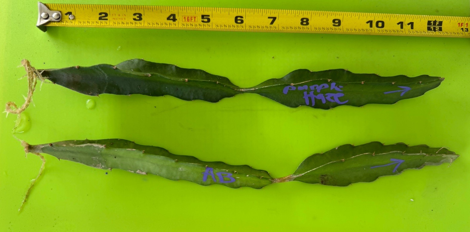 Rooted Dragon Fruit Cuttings Lot 2 American Beauty + Purple Haze Organic