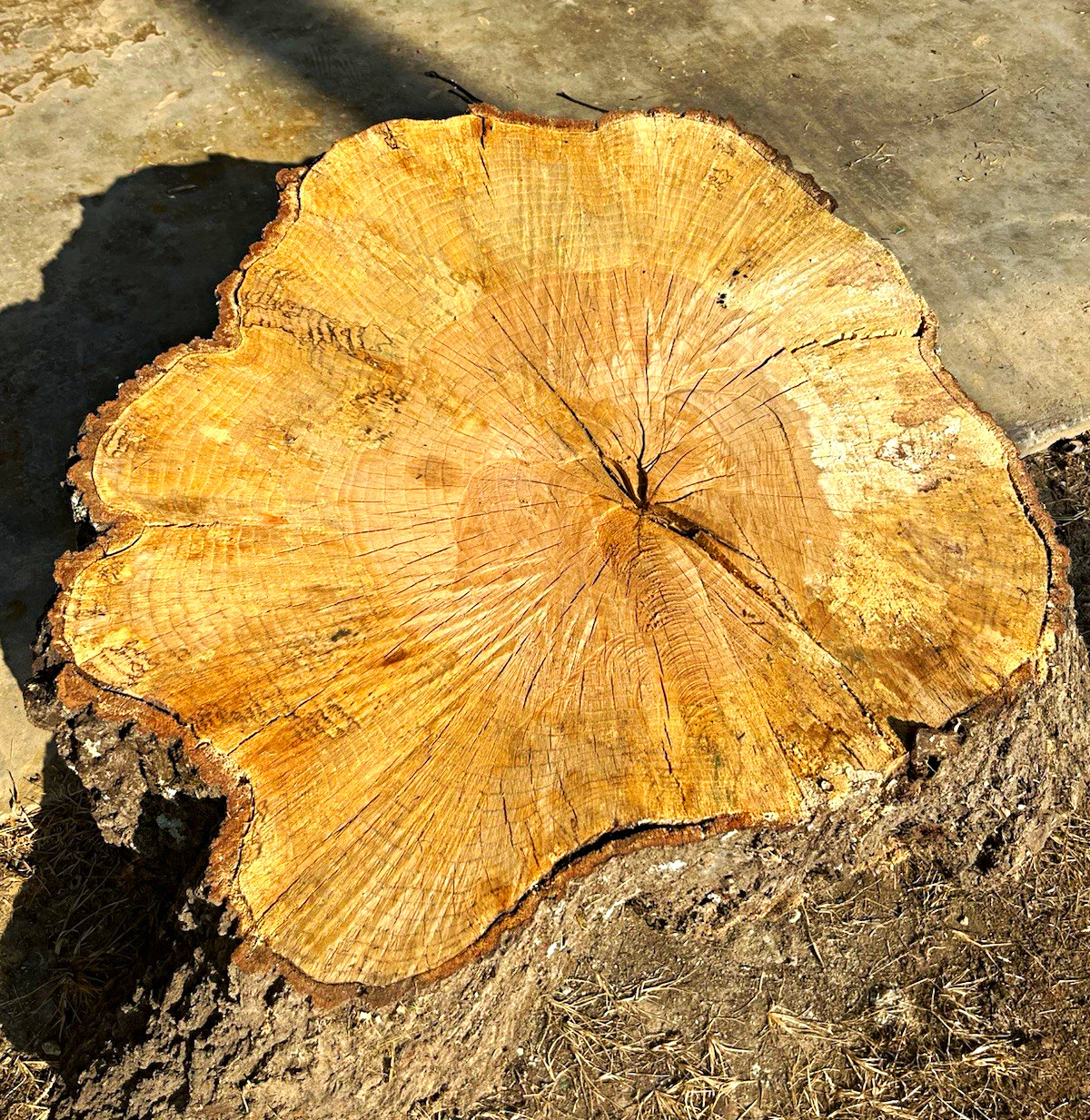 Live Bark Edge Oak Spalted Live Edge Table Top 8%  Moisture content🪚🧱💎