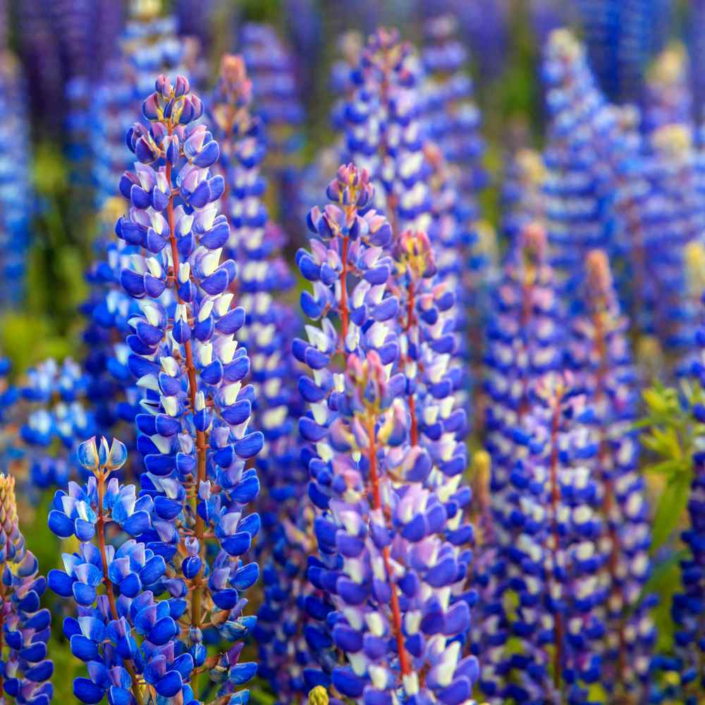Lupine WILD PERENNIAL Hummingbird & Bee Favorite Heirloom Pure Non-GMO 50 Seeds