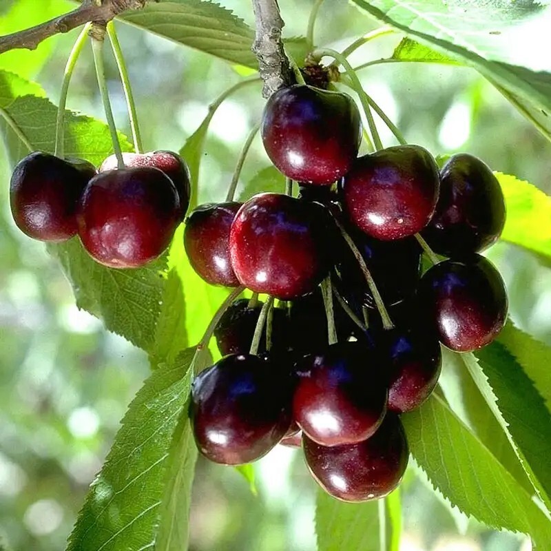 50+ BLACK CHERRY SEEDS | SWEET EDIBLE FRUIT | USA Native Tree #21