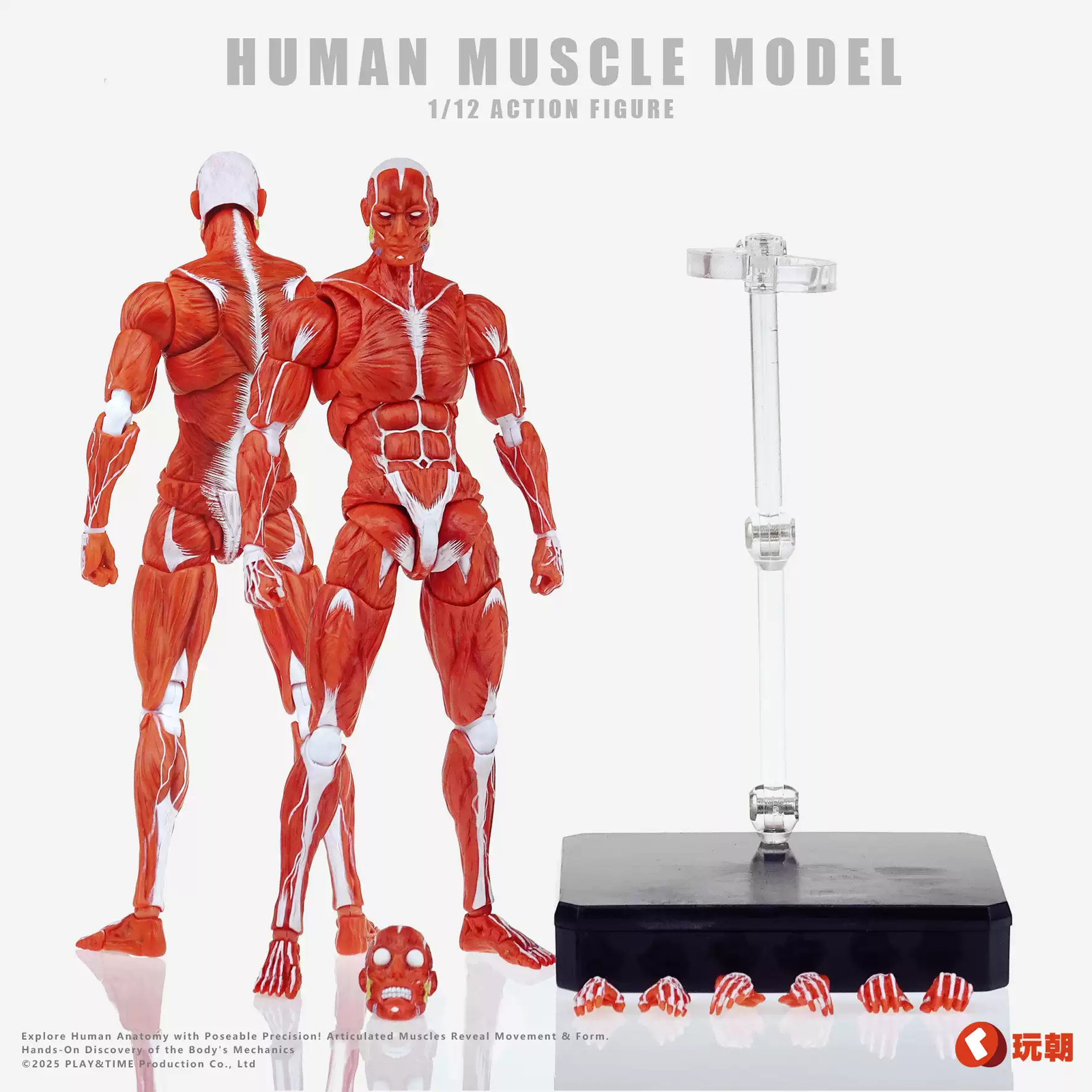 Keepgoing Studio Human Muscle Model Red Ver. 1/12 Action Figure Gift Stock 6\ Keepgoing Studio Human Muscle Model Red Ver. 1/12 Action Figure Gift Stock 6\