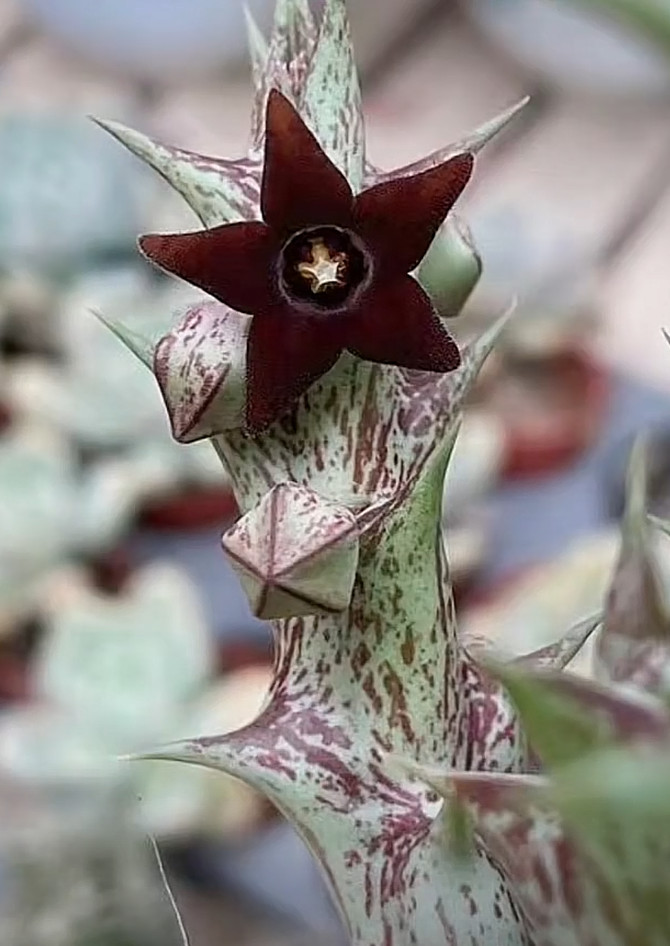 1xOrbea decaisneana Stem – Rare Carrion Flower Succulent Starfish “cactus” 紫龙角