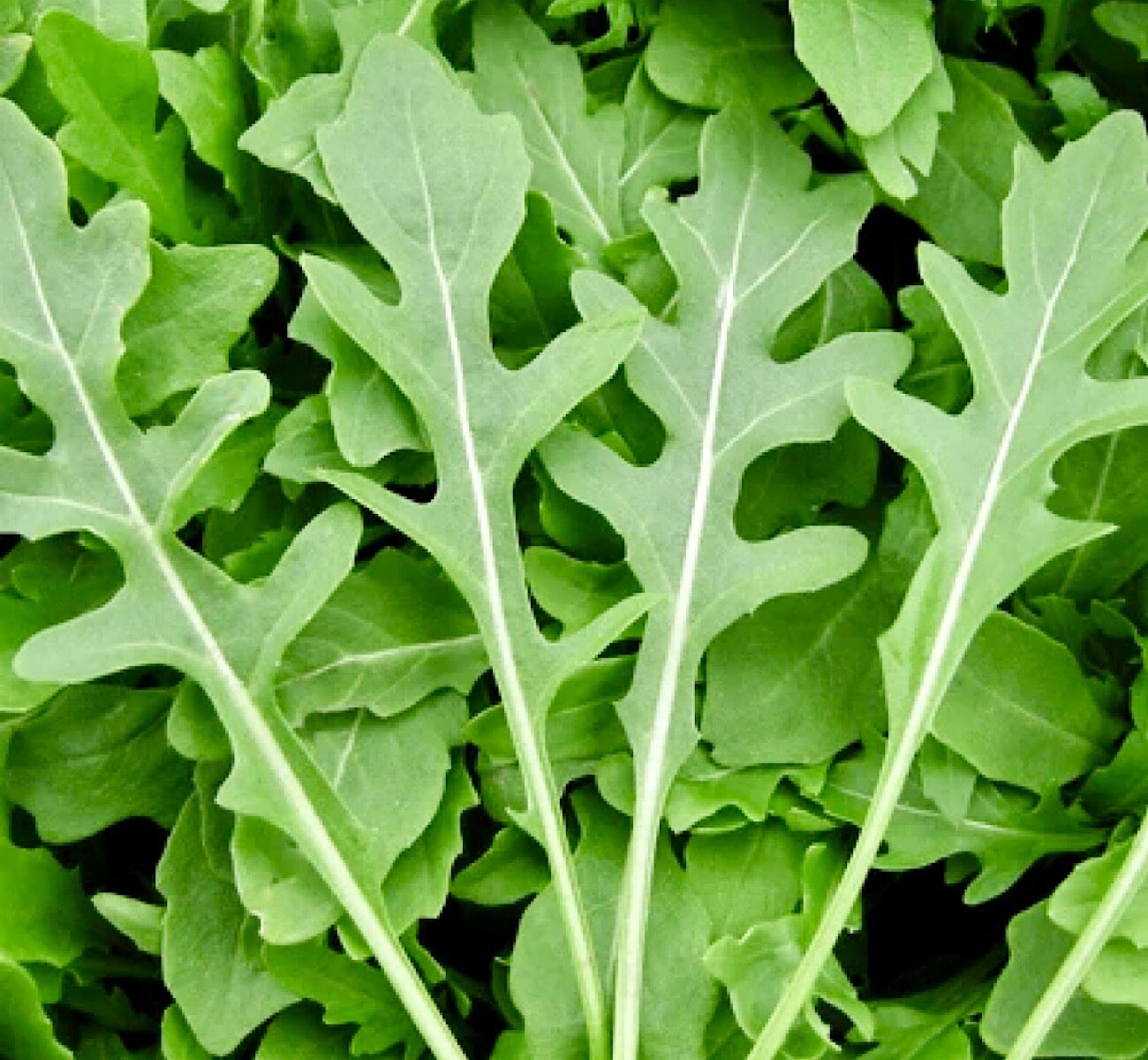 1000++ ROCKET ARUGULA SEEDS  (Eruca sativa) | Non-GMO | Heirloom | USA SHIPPING.