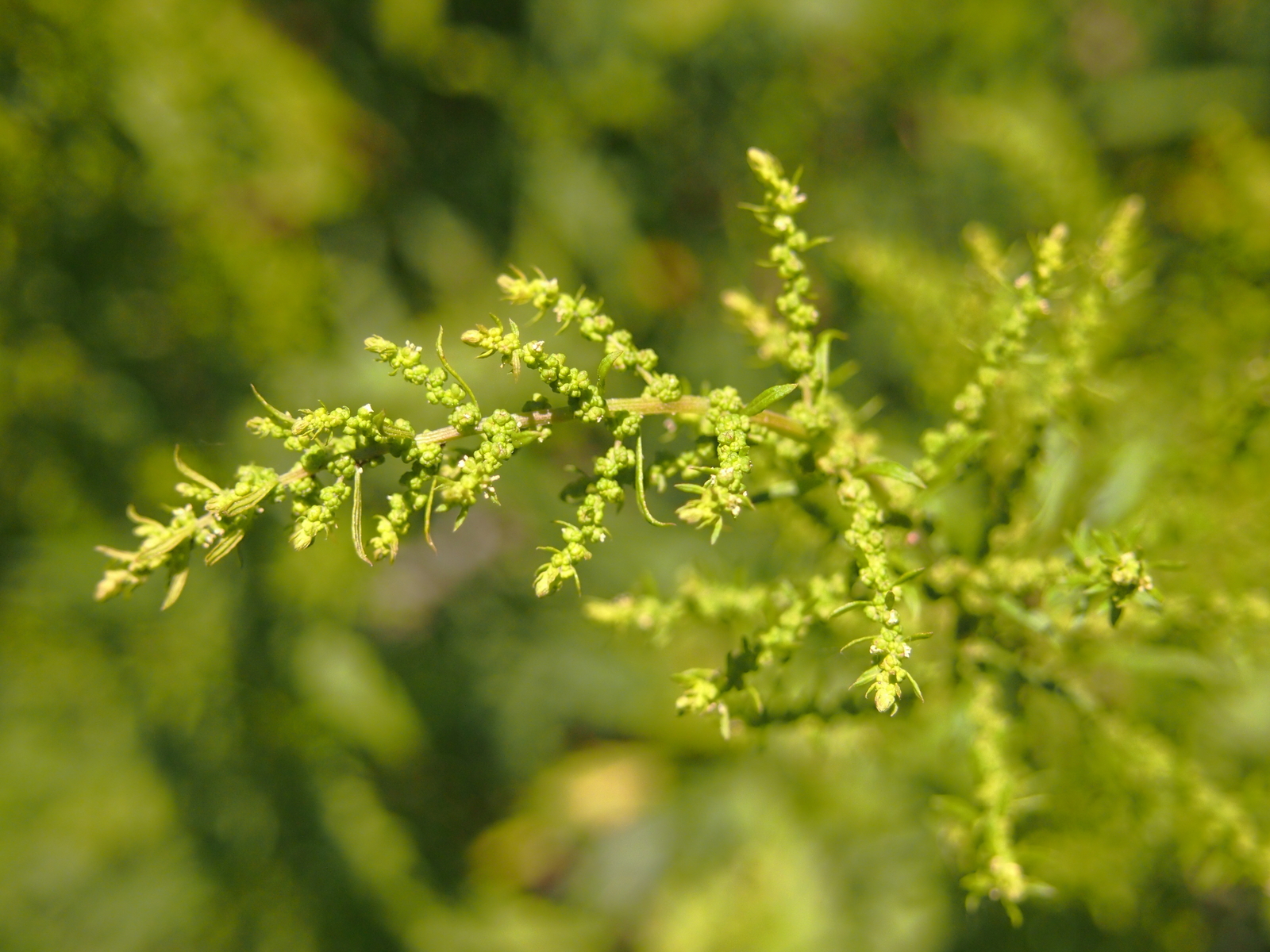 1,000 EPAZOTE Seeds (Chenopodium ambrosioides) | NON-GMO | 