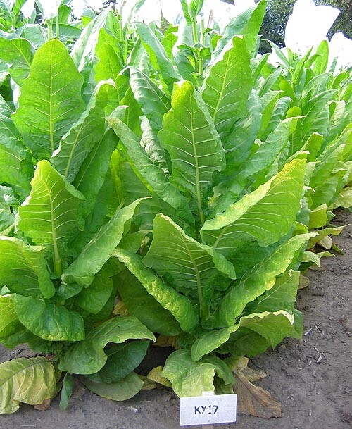 1000 KY 17 Tobacco Seeds ~ Nicotiana Tabacum ~ HEAVY Producing Burley 