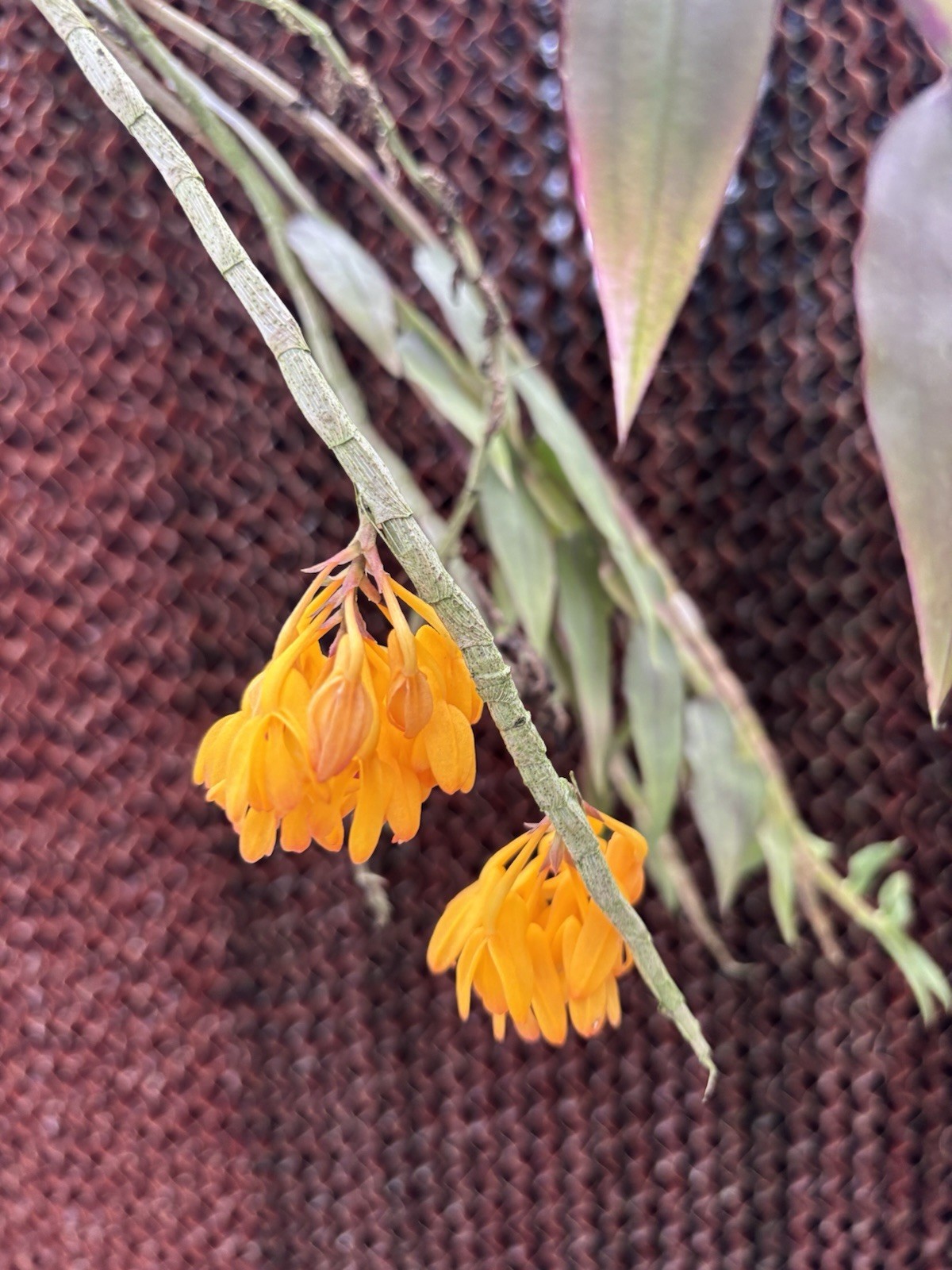 Dendrobium trichostomum In BLOOM XXL rare Orchid Species PNG
