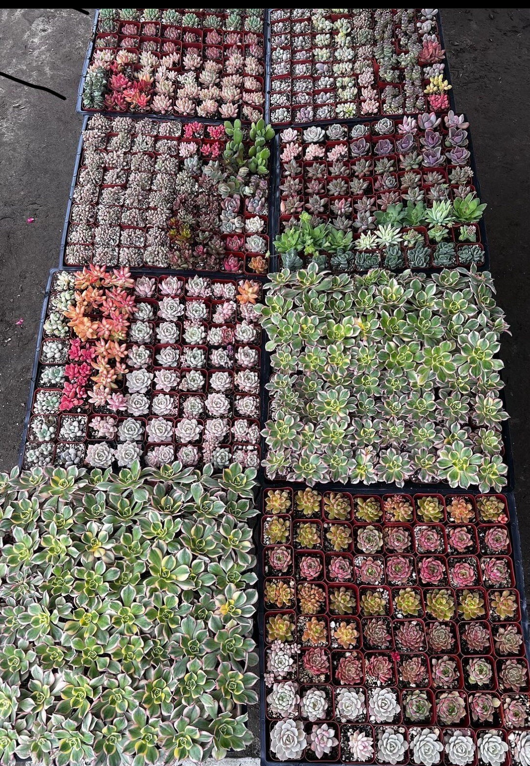 10 packs Of 2” Pot live Mix Succulent Plants fully Rooted in 2 10 packs Of 2” Pot live Mix Succulent Plants fully Rooted in 2