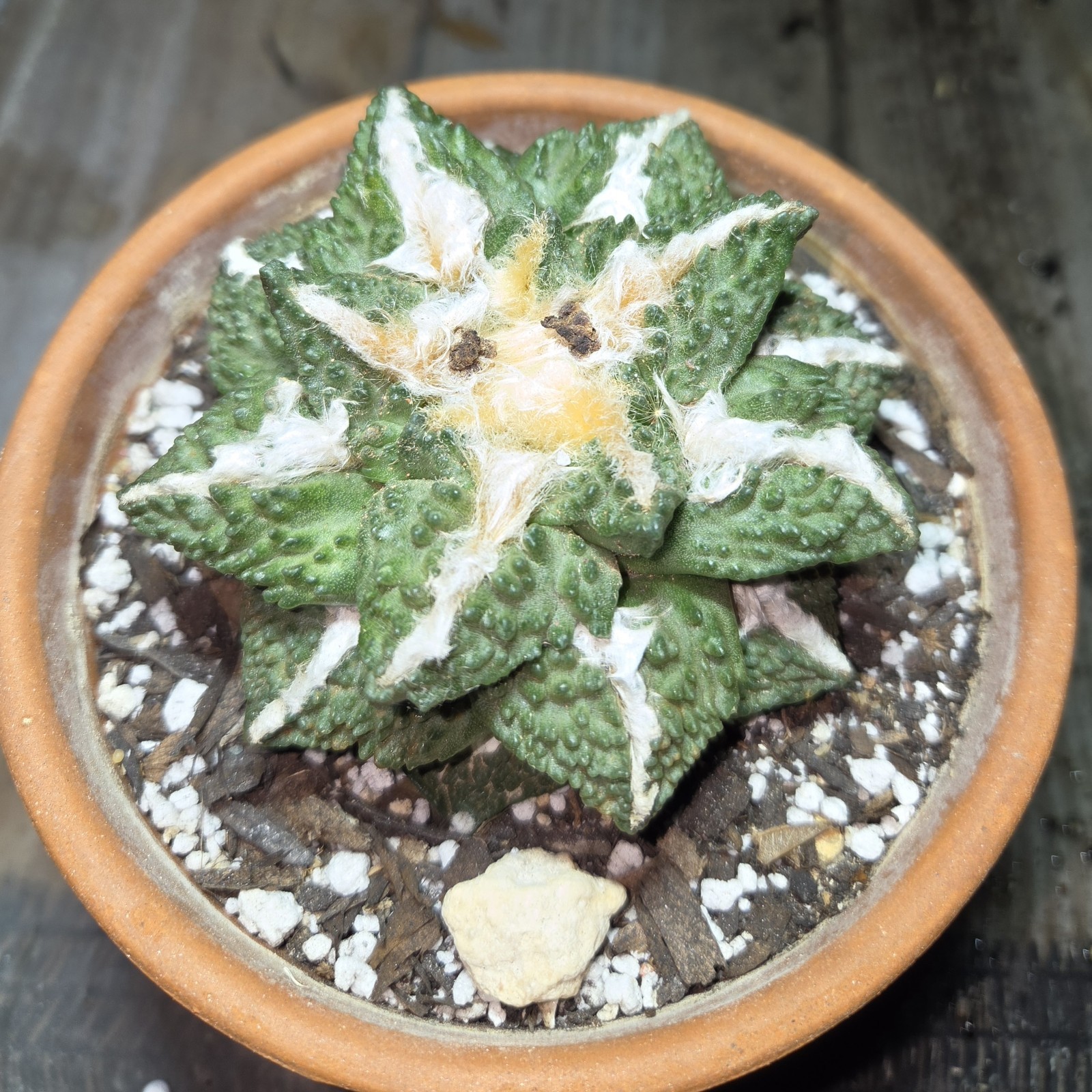 Rare Cactus, A. Fiss. \ Rare Cactus, A. Fiss. \