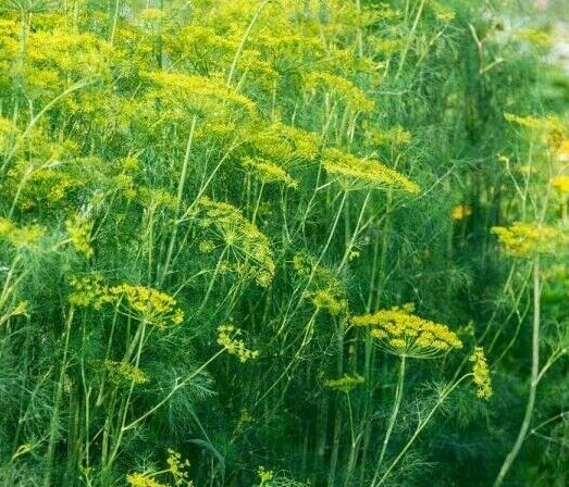 DUKAT DILL SEEDS 500+ HERB garden PICKLING butterflies  NON-GMO 