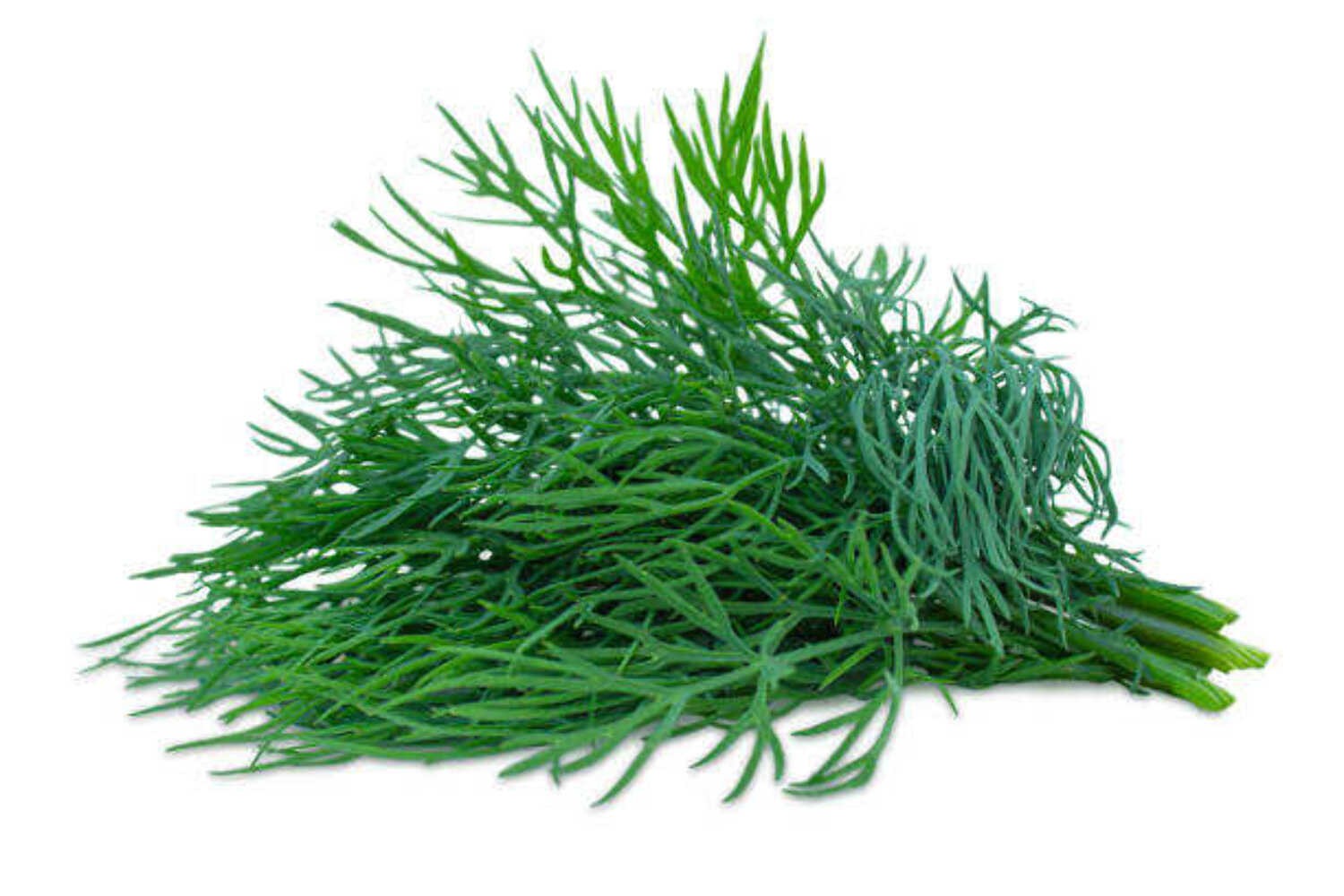 250 BOUQUET DILL SEEDS | SALE NON GMO 250 BOUQUET DILL SEEDS | SALE NON GMO