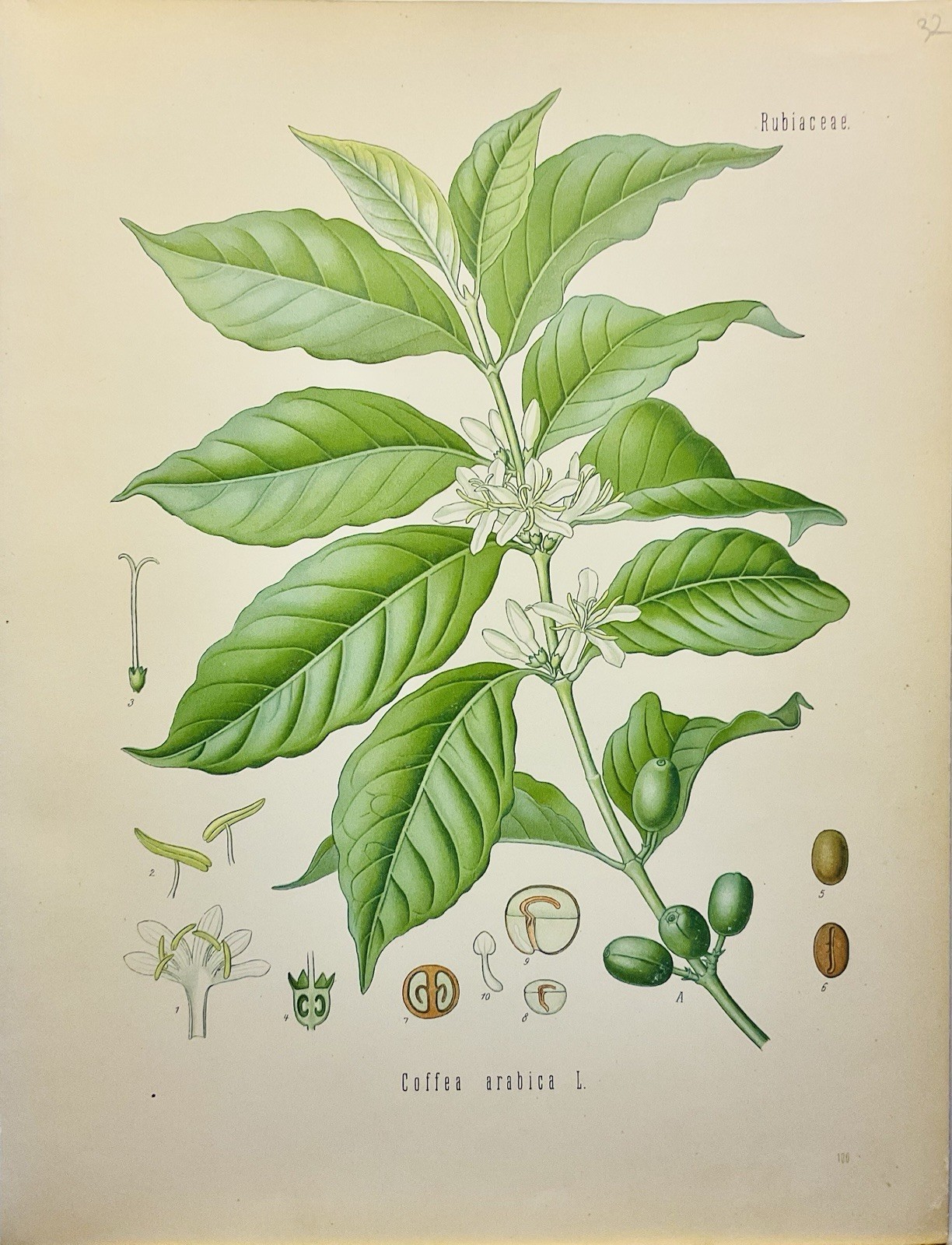 Coffea arabica 1886 Botany Flora Flowers Plants Illustration Antique