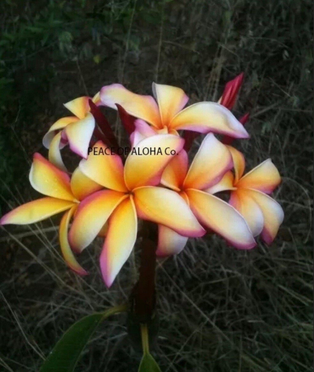 4 cuttings Rare Makawao rainbow you get 4 10-12 inches. Fresh and easy to grow. 4 cuttings Rare Makawao rainbow you get 4 10-12 inches. Fresh and easy to grow.