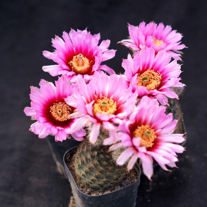 3PCS Echinocereus melanocentrus  cactus Succulent plants decoration Plants