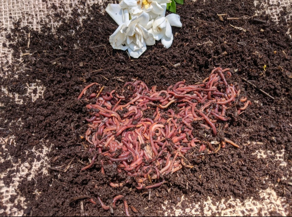 100 Live Red Wiggler worms,FREE Shipping (Compost Worms)--No Blues