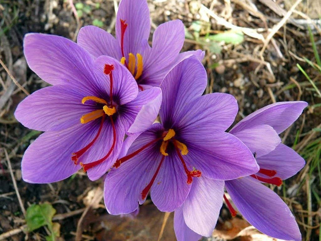 12 Crocus Sativus-