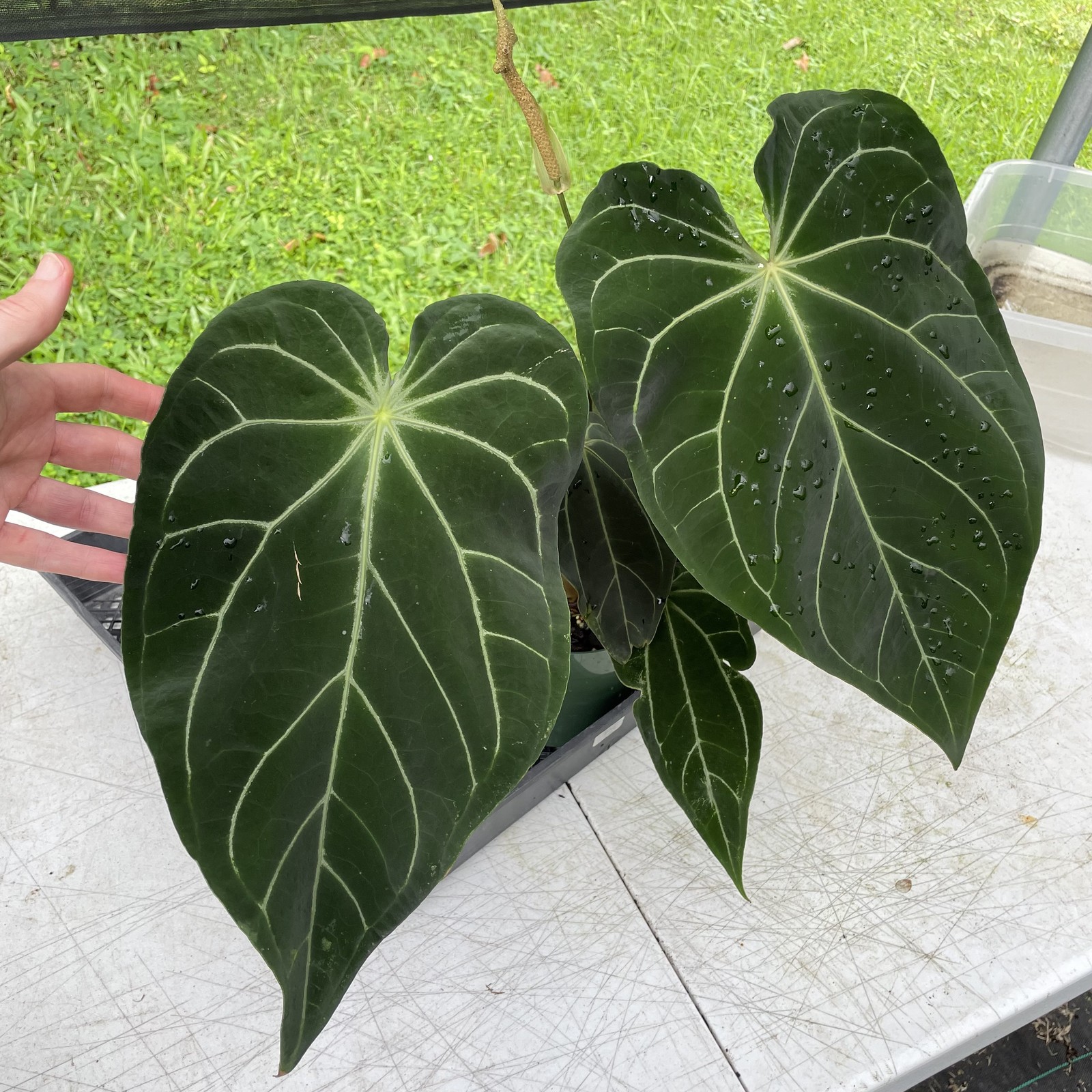 Anthurium Magnificum X AFF noid, exact plant, Fedex 2day*