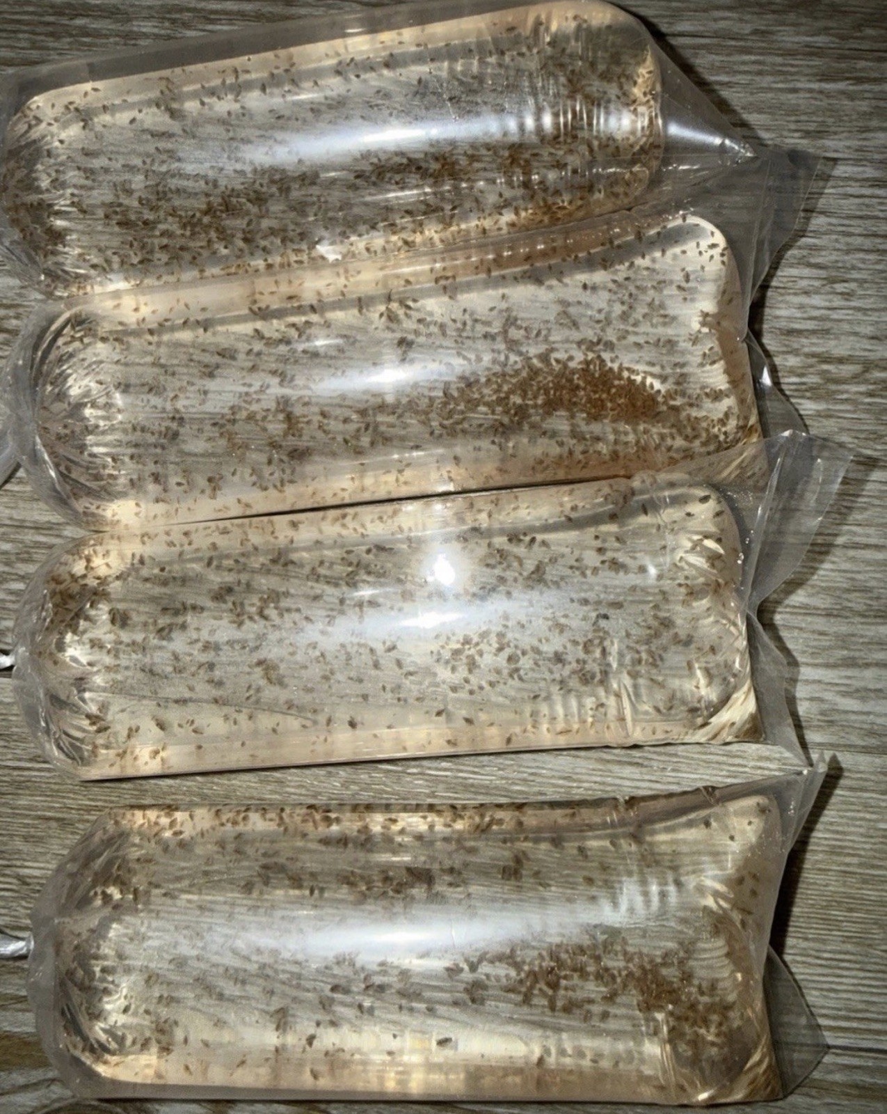 20.000 live daphnia magna free overnight shipping 20.000 live daphnia magna free overnight shipping