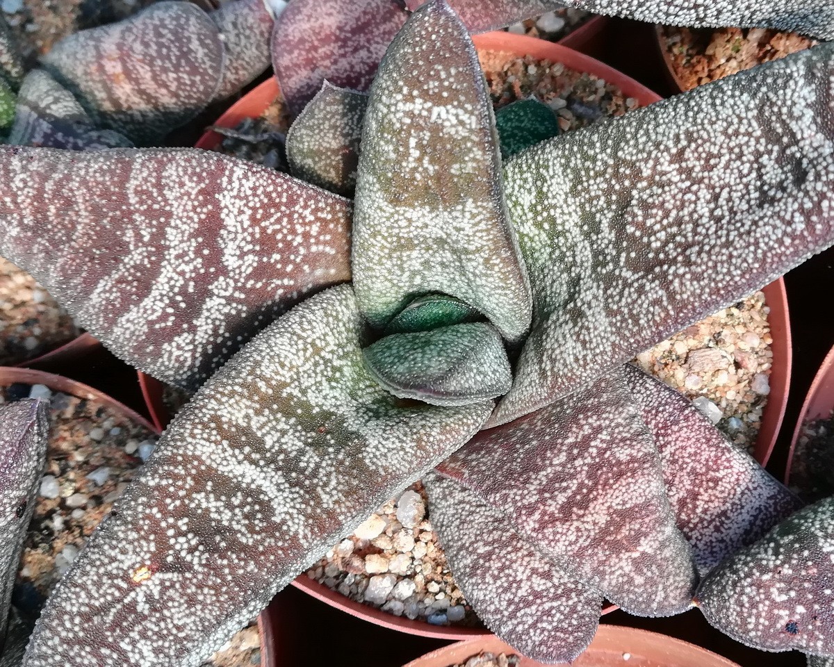 Gasteria batesiana (EvJ sn. Sifula River,  KwaZulu-Natal) (Haworthia, lithops).