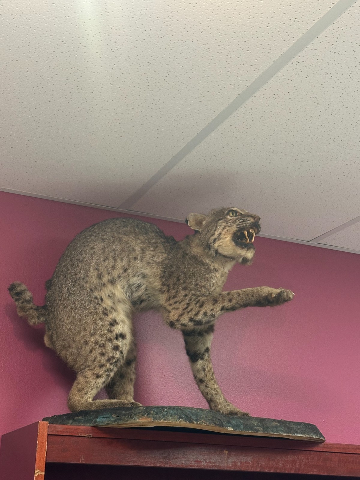 REAL MOUNTED BOBCAT