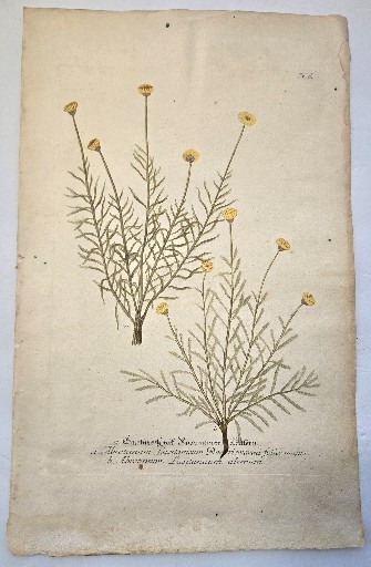 1735 Antique J. Weinmann Botanical Mezzotint Engraving. Abrotanum. Southern Wood 1735 Antique J. Weinmann Botanical Mezzotint Engraving. Abrotanum. Southern Wood