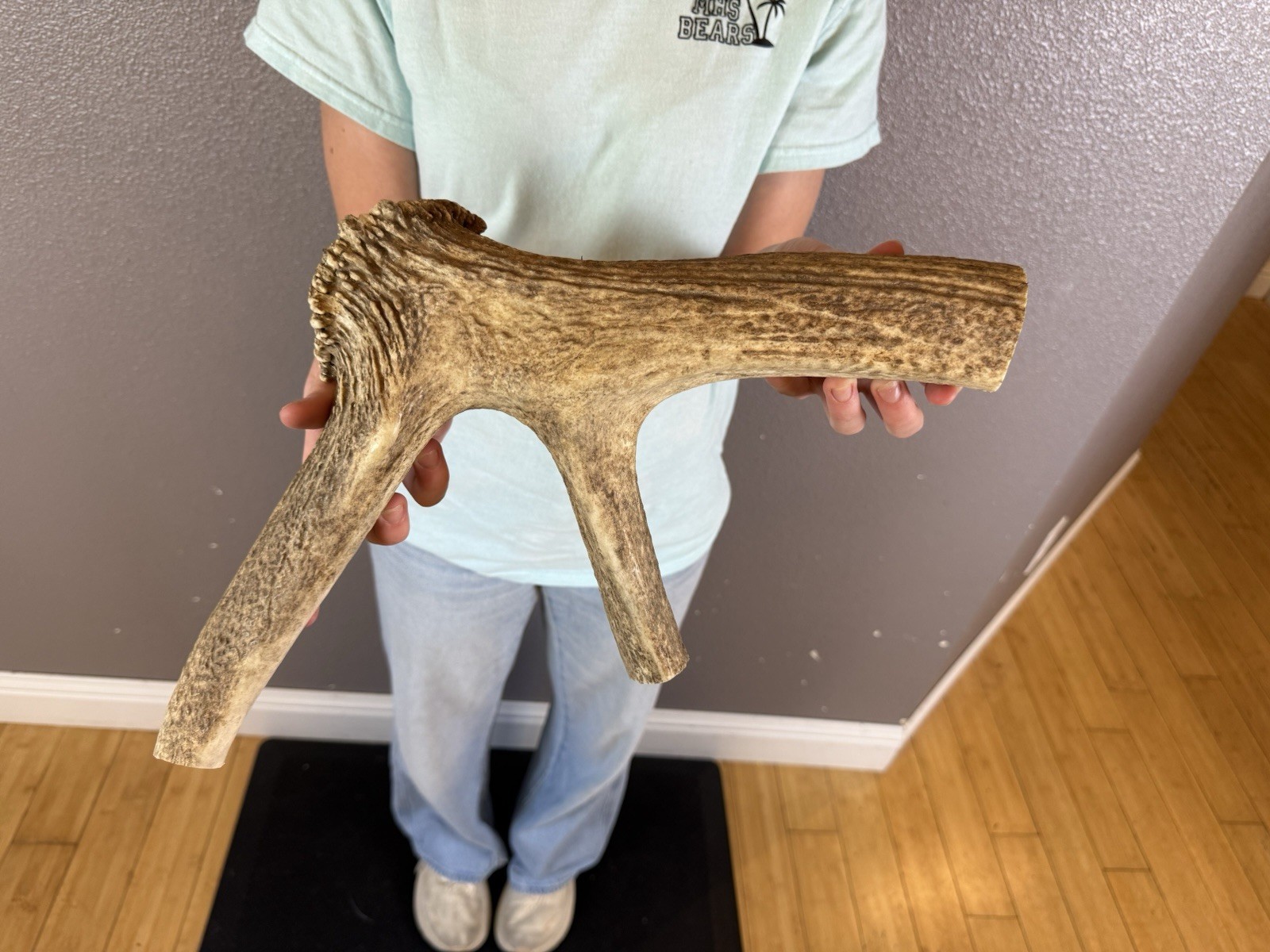 1 Huge JUMBO Whole Elk ANTLER Dog Chew SALE SELECT MASSIVE COLOSSAL BIG 17”