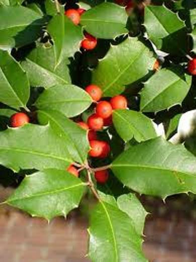 CHEROKEE APPALACHIAN 12in. Tall American Holly Tree (1)Seedling Transplant #STX1 CHEROKEE APPALACHIAN 12in. Tall American Holly Tree (1)Seedling Transplant #STX1